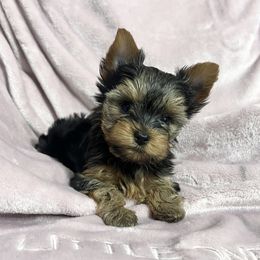 Ella - Black and tan female Yorkshire Terrier puppy in California from All Star Yorkies