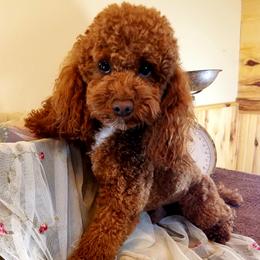 Rhett - Poodle