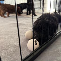 Goldendoodle Puppies from Wrigley's Doodles