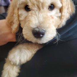 Dasher - Cream Goldendoodle puppy in Lebanon, Oregon from Goldenvalley Doodles