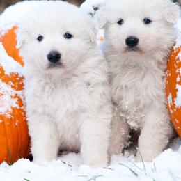 English Shepherds and Maremma Sheepdogs from Terra Vitae Farms English Shepherds / Maremma Sheepdogs