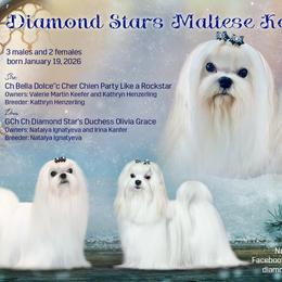 Maltese puppies from Diamond Stars Maltese