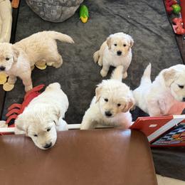 Golden Retriever puppies from Barking Buckeyes