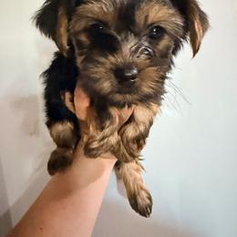 Girl - Black and gold female Yorkshire Terrier puppy in Gilbert, Arizona from Yorkie Your Soulmate Puppy