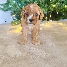 Dash - Red male Cavapoo puppy in Spanish Fork, Utah from Sugar Doodles Pups