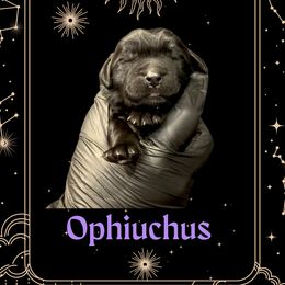 Ophi - Black male Newfoundland puppy in Tully, New York from Bear Paw Newfoundlands