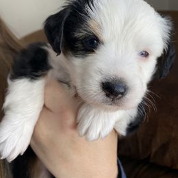 Miniature Australian Shepherd Puppies from shaylea McMillan