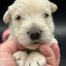 Riley - Wheaten male Scottish Terrier puppy in Crossville, Tennessee from Cavern Kennels