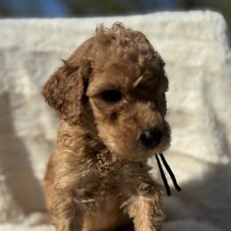 Dakota - Red  male Goldendoodle puppy in Cleveland, Georgia from The O.G. Doodles