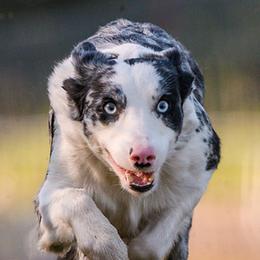 Border Collies from Wisdom and Healing Border Collies