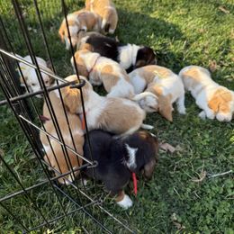 Basset Hound Puppies from CK Beagles & Bassets