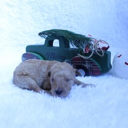 Blondi - Apricot male Goldendoodle puppy in Arlington, Texas from Chambers Doodle Patch