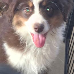 Sparrow - Red tri-color female Miniature American Shepherd puppy in Griswold, Connecticut from Flatrock Kennels of CT