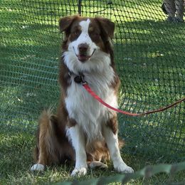Peanut - Australian Shepherd
