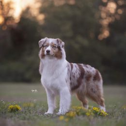 Traeger - Australian Shepherd