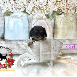 Cavalier King Charles Spaniel Puppies from Ohana Cavalier King Charles Spaniels