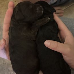 Muffin - Black female Goldendoodle puppy in Surprise, Arizona from Arizona West Valley Goldendoodles