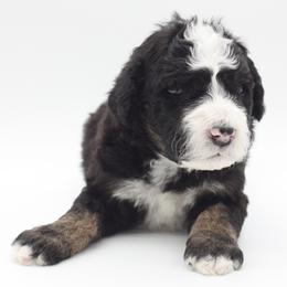 Macchiato - Tri-color male Bernedoodle puppy in Scottsville, Kentucky from Barren River Bernedoodles and Poodles