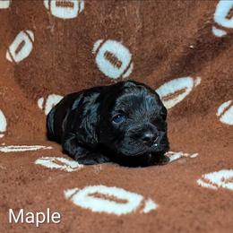 Maple - Brown female Cockapoo puppy in Sunset, Louisiana from Cano Cockapoos
