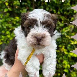 HAIL - Chocolate Havanese puppy in Miami, Florida from HavaReese Havanese