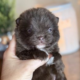 Chocolate Chip - Chocolate male Pomeranian puppy in Kilgore, Texas from 5 Star Poms