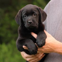 Blue Collar - Black female Labrador Retriever puppy in Morriston, Florida from Penny Lane Labradors