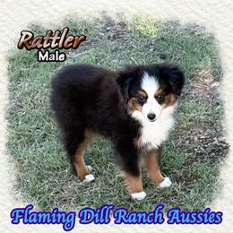Rattler - Black tri male Toy Australian Shepherd puppy in Forestburg, Texas from Flaming Dill Ranch Aussies