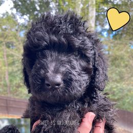 Yellow Collar - Black female Goldendoodle puppy in Ringgold, Georgia from Sweet B’s Goldendoodles