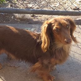 Maverick - Dachshund