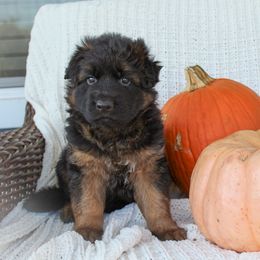 German Shepherd Puppies from House of Havoc GSDs