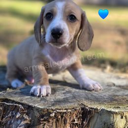 G7 - Cream male Dachshund puppy in Jacksonville, Texas from ArmnalegRanch LLC