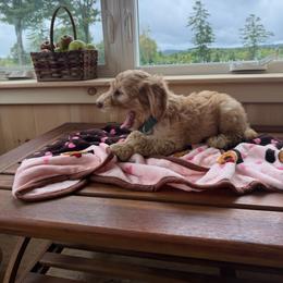 Light  blue collar boy - Gold male Australian Cobberdog puppy in Dover Foxcroft, Maine from Faberge Australian Cobberdog