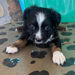 Black Tri male 1 - Black tri male Toy Australian Shepherd puppy in Hawley, Texas from Foxy’s Dachshunds & Toy Aussies