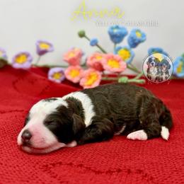 Anna - Brown and white female Bernedoodle puppy in Owasso, Oklahoma from Kallams Bernedoodles & Bernese Mountain Dogs