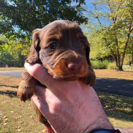 Snuggles - Chocolate and tan female Dachshund puppy in Jackson, Tennessee from BlackPine Kennels