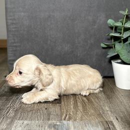 River - Cream male Dachshund puppy in Stilwell, Oklahoma from Mountain Top Dachshunds