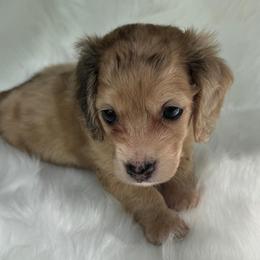 Brenham - Dapple male Dachshund puppy in Sumrall, Mississippi from Huckleberry Tails
