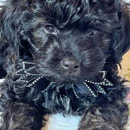 Marco - Black male Russian Tsvetnaya Bolonka puppy in Helton, Kentucky from Castlebar
