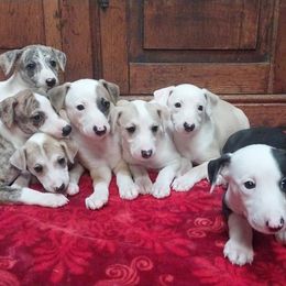 Whippet puppies from Trezlar Whippets
