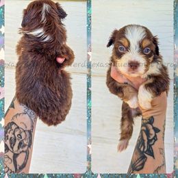 Sprite - Red tri-color female Miniature American Shepherd puppy in Lubbock, Texas from Texas Bluebonnet Herders