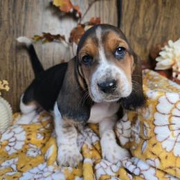 Vermax - Black white and tan male Basset Hound puppy in Valley, Washington from Enchanted Valley Paws