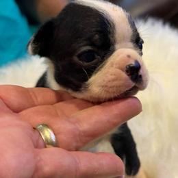 Jessie - Black and white female Boston Terrier puppy in Covington, Georgia from Tuxedo Bostons of Atlanta