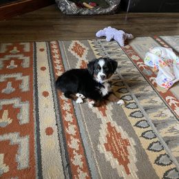 Miniature Australian Shepherd and Toy Australian Shepherd Puppies from Fireside Toy & Mini Aussies