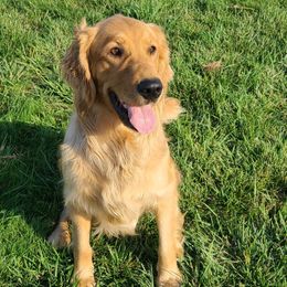 Rue - Golden Retriever