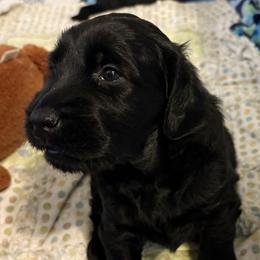 Flat-Coated Retriever puppies from Thunder Mountain Elite Flat-Coated Retrievers