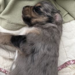 Harmony - Blue merle female Australian Shepherd puppy in East Hartford, Connecticut from CT Aussies