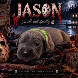 Jason - Blue male Great Dane puppy in Montgomery, Texas from KD Sweet Southern Danes