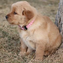 Golden Retrievers from Grizzly Goldens