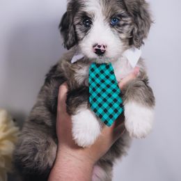 Bordoodle Puppies from 2J 2K Bordoodles