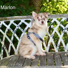 Marlon - Merle male Pomsky puppy in Murfreesboro, Tennessee from Middle Tennessee Pomskies